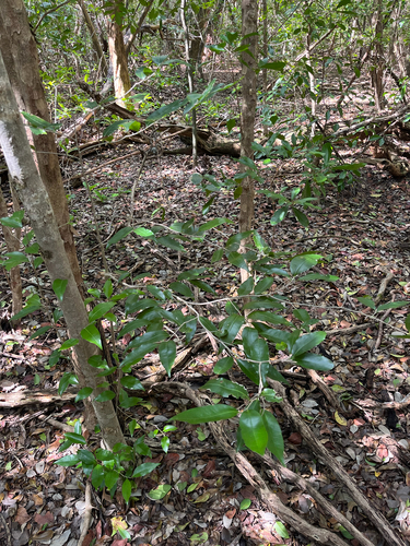 Drypetes lateriflora, photograph 3