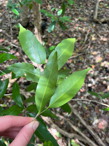 Drypetes lateriflora, photograph 2