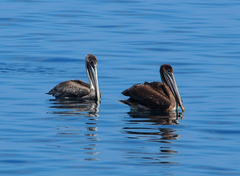 Pelecanus occidentalis