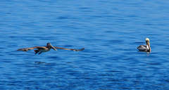 Pelecanus occidentalis