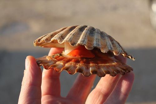 Pecten jacobaeus
