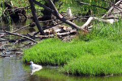 Ardea intermedia plumifera