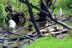 Ardea intermedia plumifera