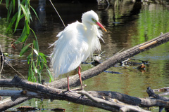 Ardea intermedia plumifera