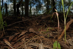 Chiloglottis diphylla
