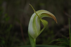 Pterostylis baptistii