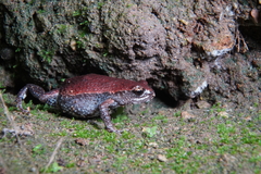 Pseudophryne raveni