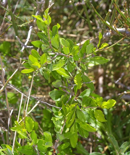 Texas almond (Prunus minutiflora)