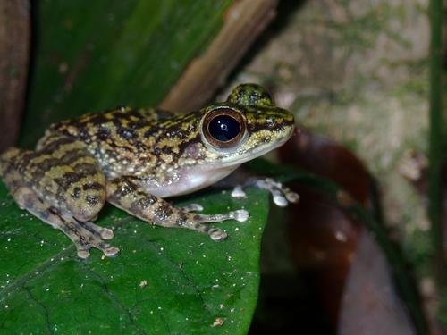 Amolops larutensis observed 2026-03-11