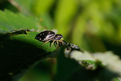Heliophanus flavipes