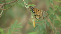 Acraea neobule neobule