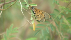 Acraea neobule neobule