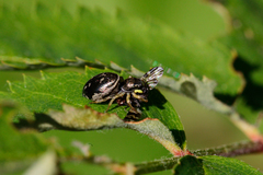 Heliophanus flavipes
