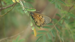 Acraea neobule neobule