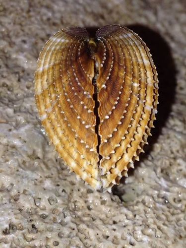 Acanthocardia paucicostata