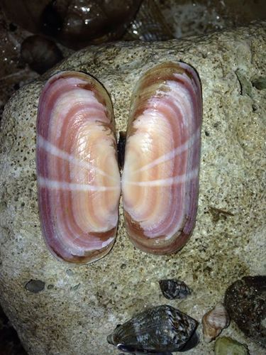 Solecurtus strigilatus