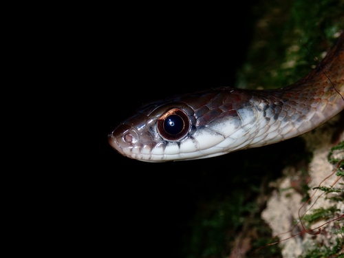 Specklebelly Keelback