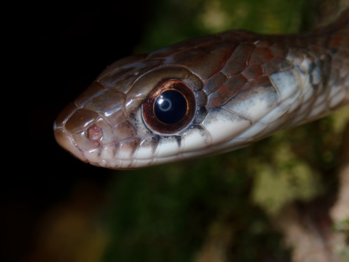 Specklebelly Keelback
