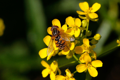 Parhelophilus