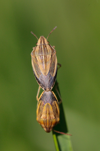 Smailiagalvė Skydblakė nuotrauka