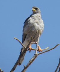 Melierax poliopterus