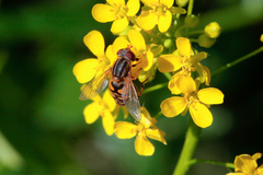 Parhelophilus