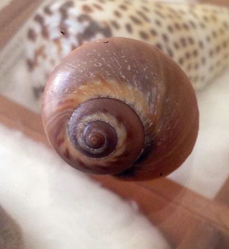 Euspira catena