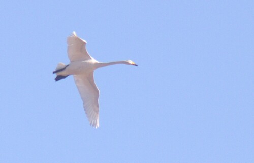 Cygne chanteur