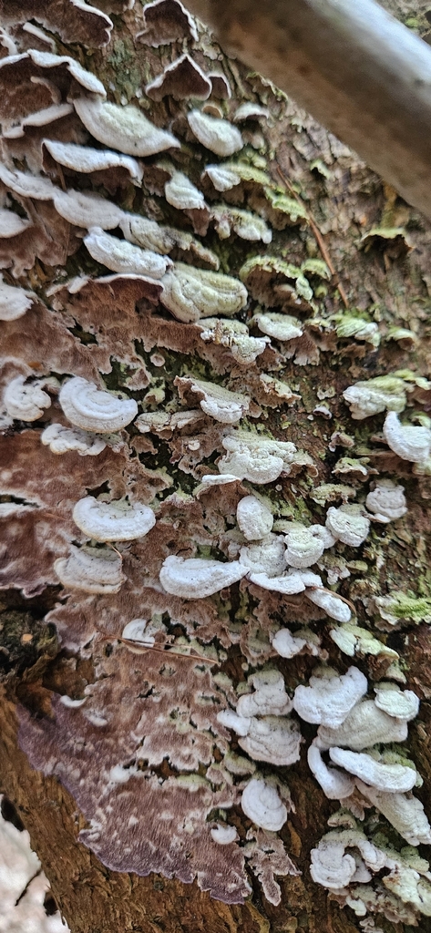 Trichaptum abietinum · March 2026 · photo: © run4 (iNaturalist, cc-by)