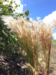 Andropogon bicornis
