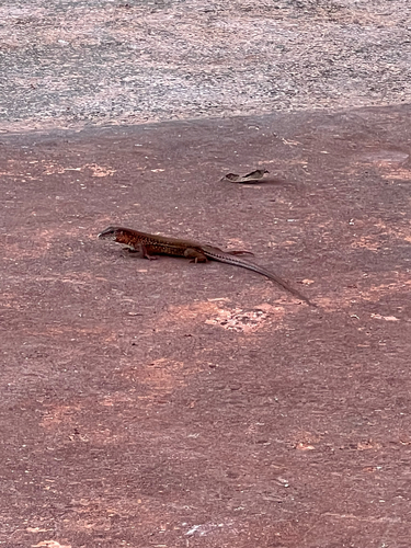 Giant Ameiva