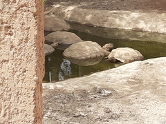 Centrochelys sulcata