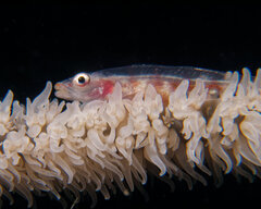 Whip Coral Goby photo 2