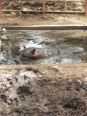 Hippopotamus amphibius