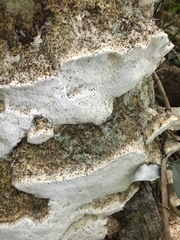Leucophellinus hobsonii