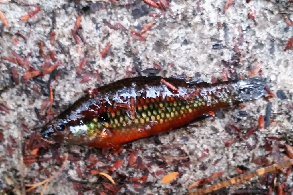 Western pygmy perch (Nannoperca vittata) — Percichthyidae