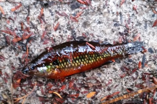 Western pygmy perch (Nannoperca vittata) — Percichthyidae
