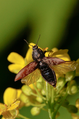 Prosternon tessellatum