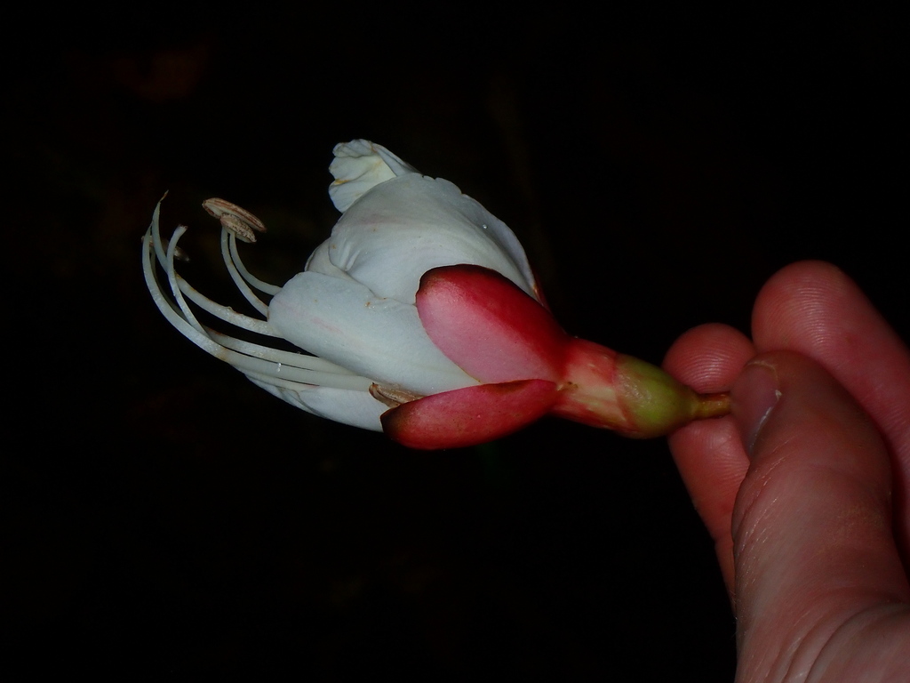 Ecuadendron