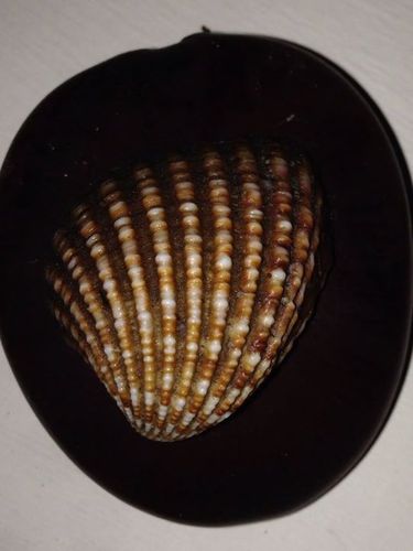 Cardites antiquatus