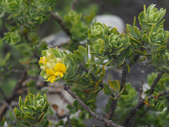 Aspalathus securifolia