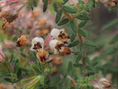 Erica perlata