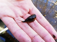 Lepidurus apus