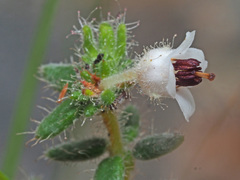 Erica perlata
