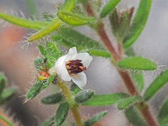 Erica perlata
