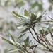 Lithocarpus dodonaeifolius - Photo (c) Licheng Shih, some rights reserved (CC BY), uploaded by Licheng Shih