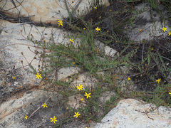 Osteospermum polygaloides