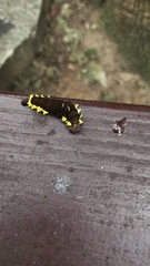 Gynautocera rubriscutellata