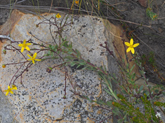 Osteospermum polygaloides