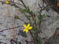 Osteospermum polygaloides
